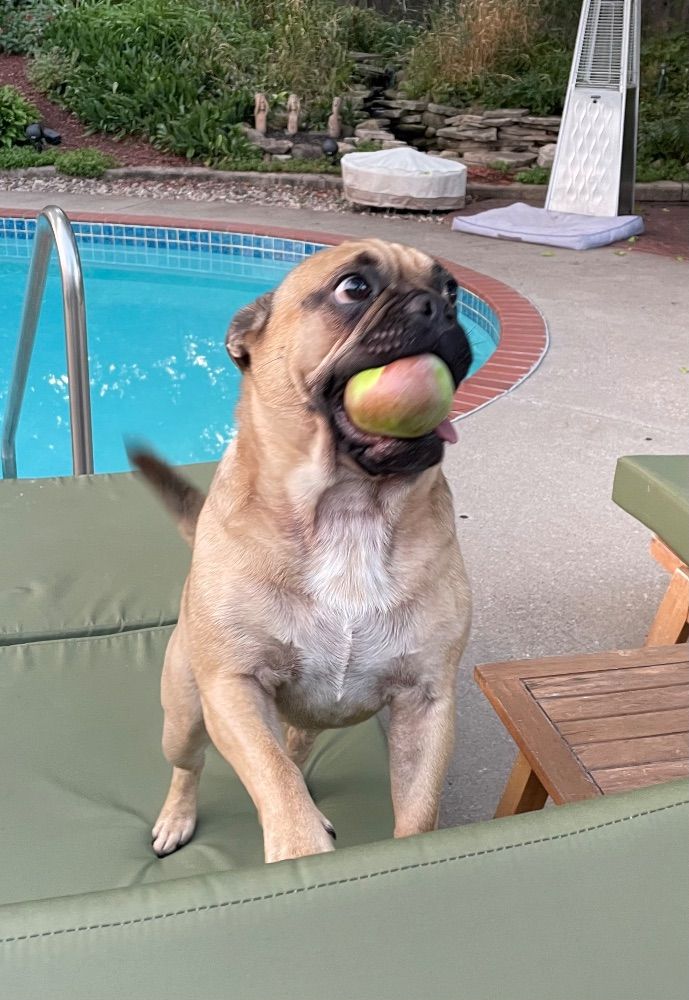 A pup by the pool with a ball in his mouth